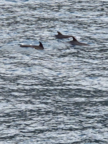 Tursiops truncatus, 2026-09-10