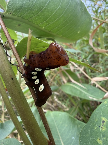 Pandorus Sphinx