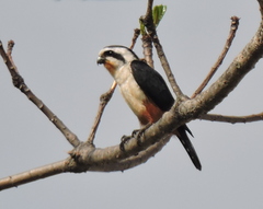 Microhierax caerulescens