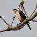 Collared Falconet - Photo (c) Subhajit Roy, some rights reserved (CC BY-NC-ND), uploaded by Subhajit Roy