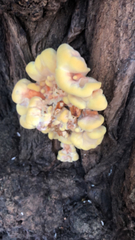 Laetiporus sulphureus