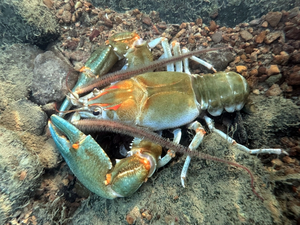 Bottlebrush Crayfish