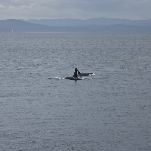 Sighting photo