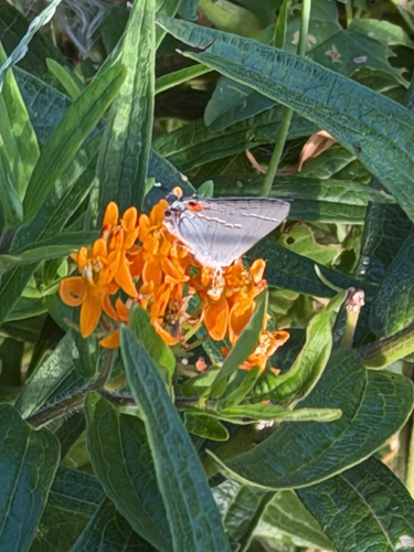 Gray Hairstreak