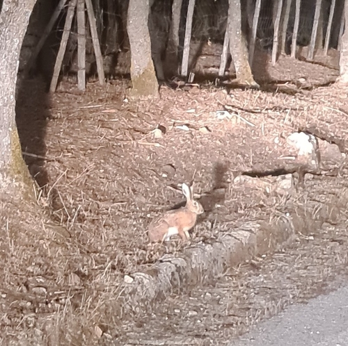 Brown Hare