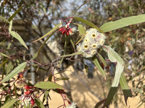 Eucalyptus calycogona observed 2026-09-15