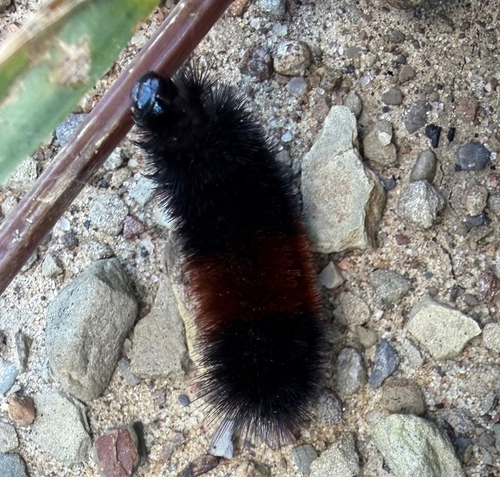 Isabella Tiger Moth