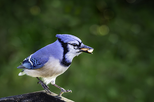Blue Jay