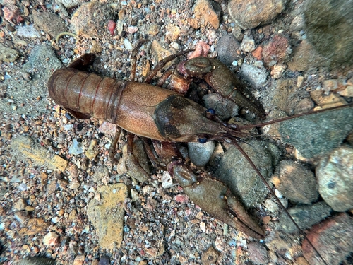 Spothanded Crayfish