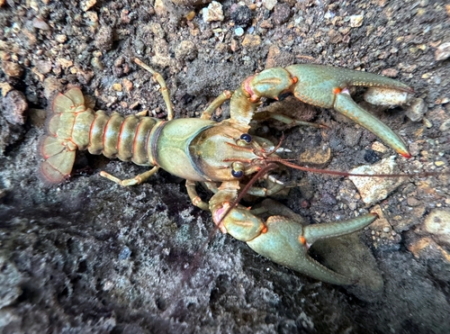 Golden Crayfish