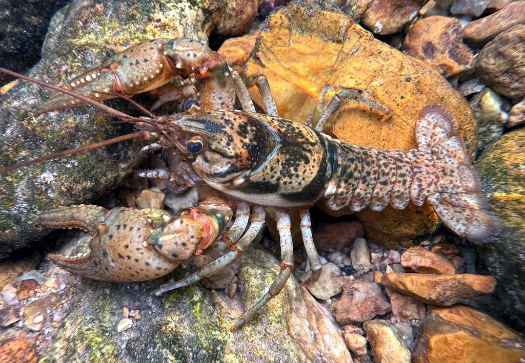 Woodland Crayfish