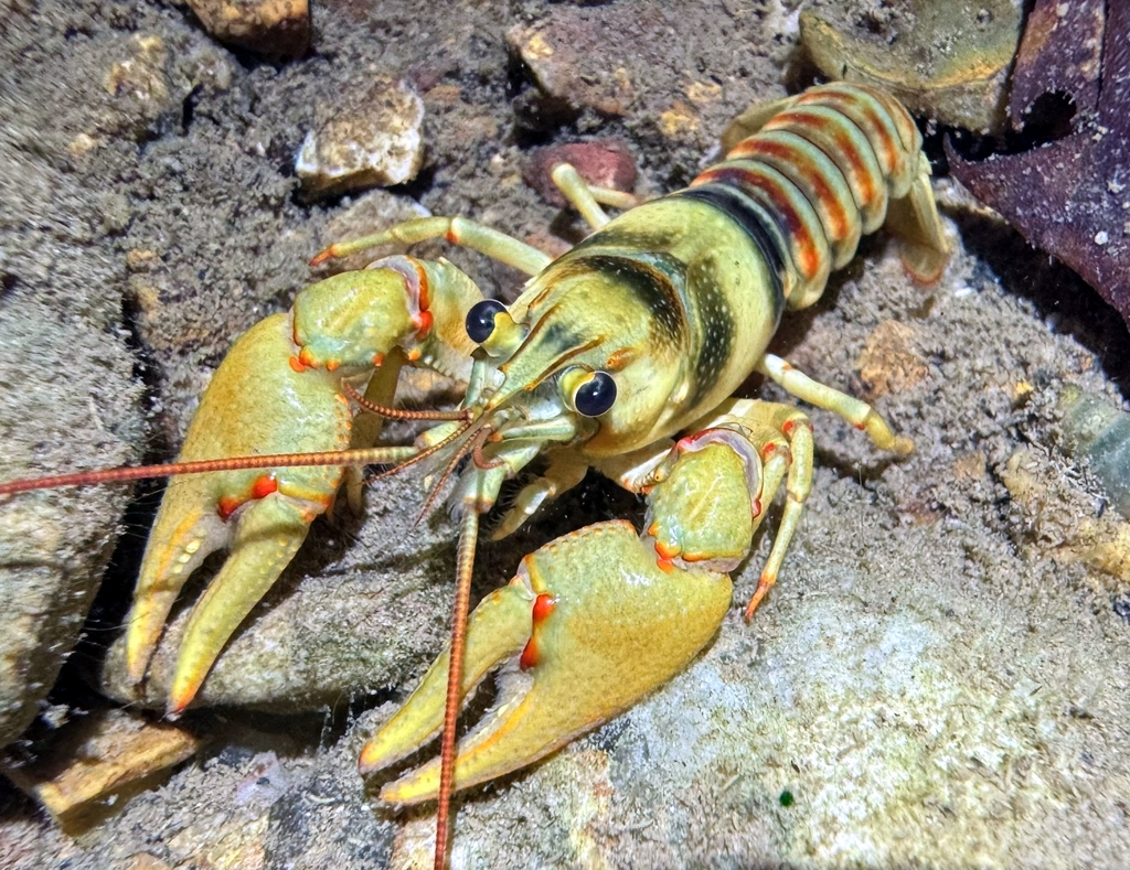 Belted Crayfish