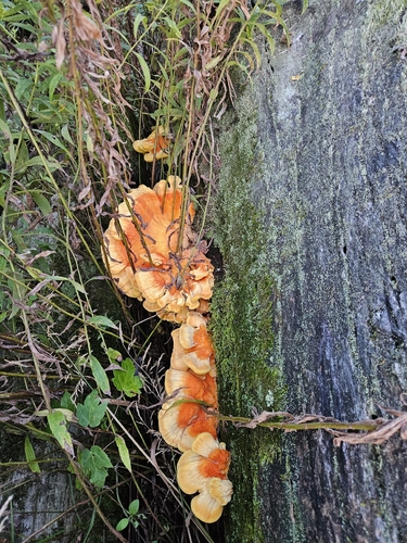 chicken of the woods