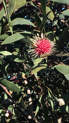 Hakea laurina