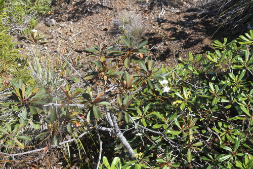 Cerberiopsis obtusifolia observed 2026-09-10