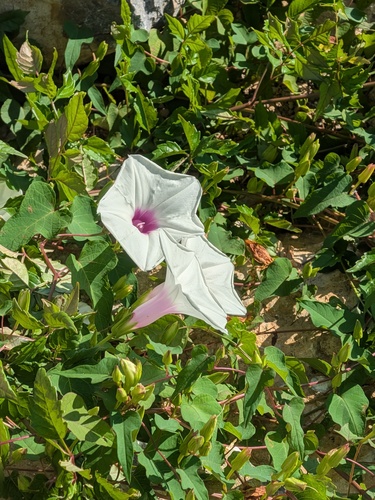 Ipomoea pandurata, photograph 3