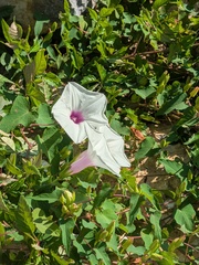 Ipomoea pandurata, photograph author not stated, no rights reserved