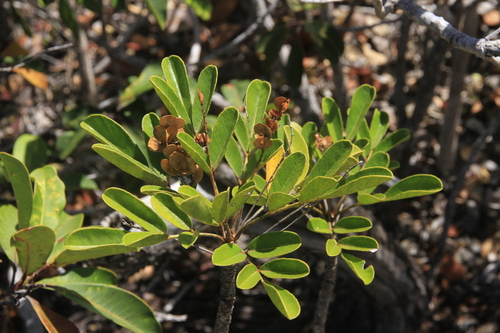 Soulamea muelleri observed 2026-09-10