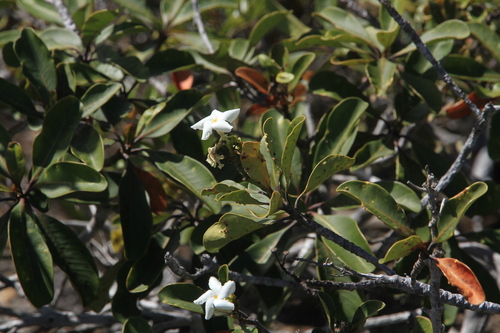 Cerberiopsis obtusifolia observed 2026-09-10