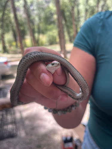 Western Terrestrial Garter Snake