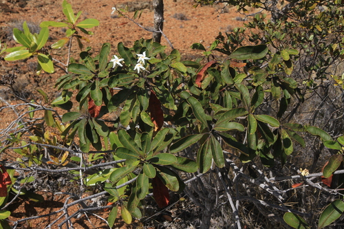 Cerberiopsis obtusifolia observed 2026-09-10