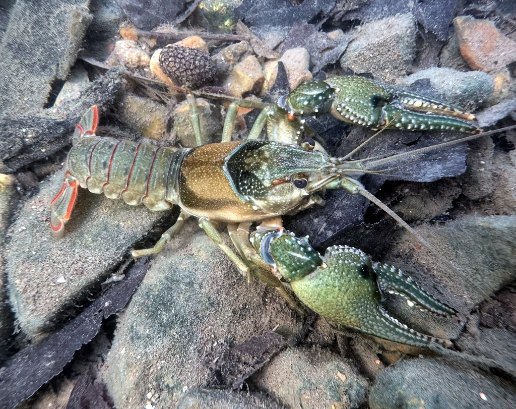 Spothanded Crayfish