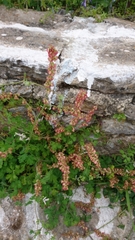 Rumex tuberosus
