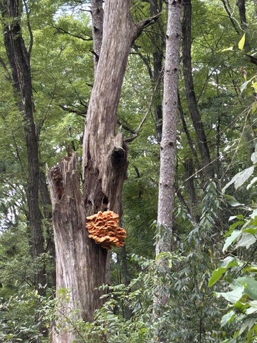 chicken of the woods