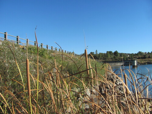 Typha domingensis