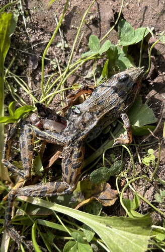 Northern Leopard Frog
