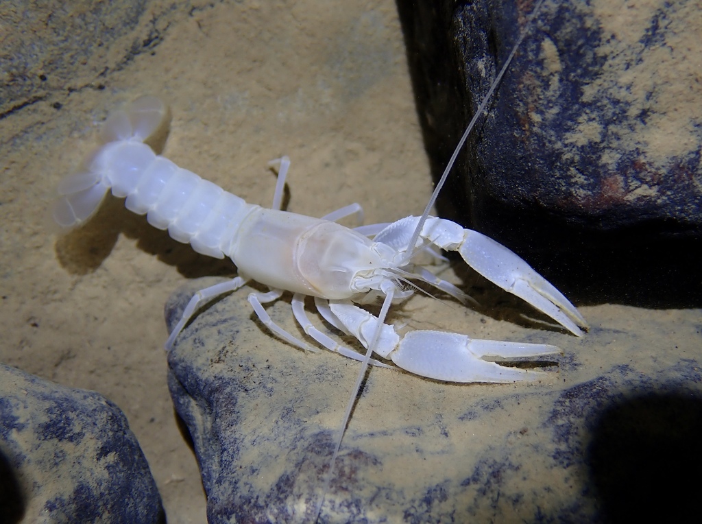 Appalachian Cave Crayfish