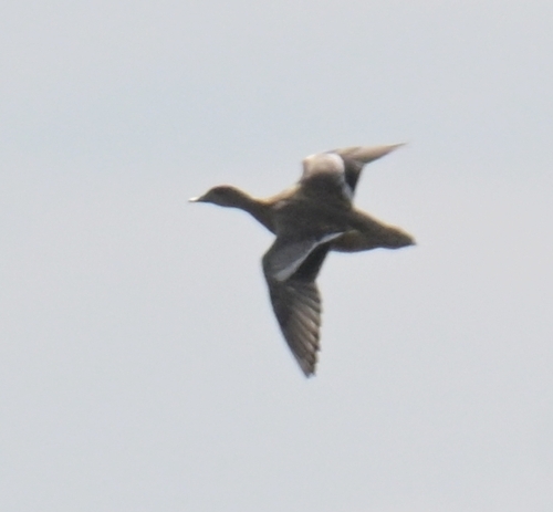 American Wigeon