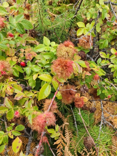 Mossy Rose Gall Wasp