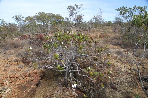 Cerberiopsis obtusifolia observed 2026-09-10