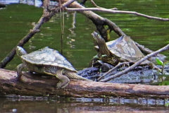 Graptemys sabinensis