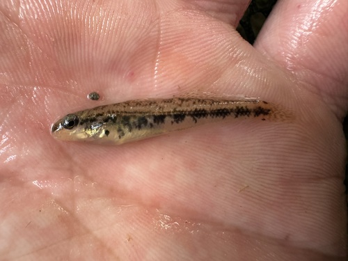 Firebelly Darter