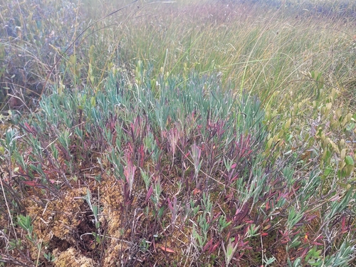 Wild Rosemary