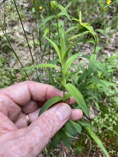 Brushy mountain St. johnswort (Hypericum radfordiorum)