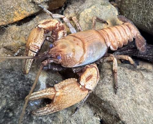 Hubbs Crayfish