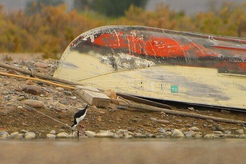 Black-necked Stilt