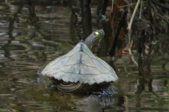 Graptemys sabinensis