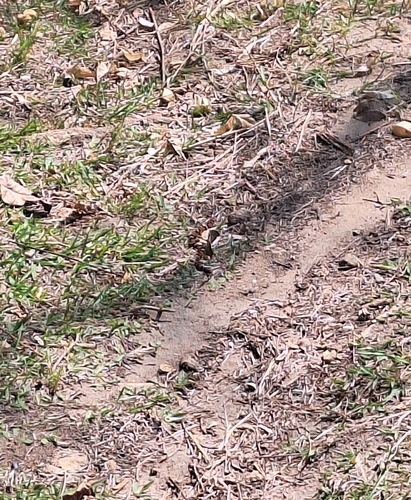 Aesculapian False Coral Snake