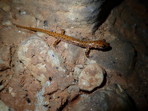 Cave Salamander