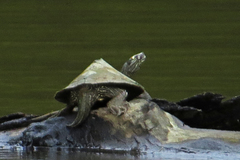 Graptemys sabinensis