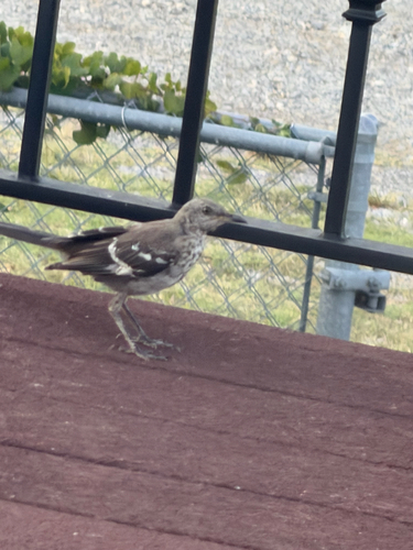 Northern Mockingbird