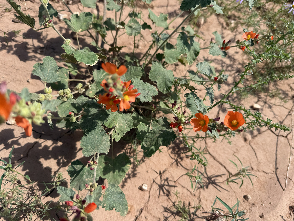 Sphaeralcea parvifolia; photograph author not stated, no rights reserved