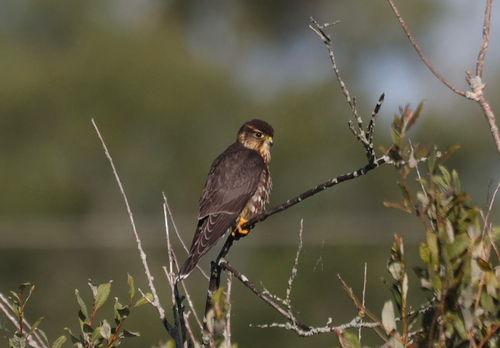 Merlin