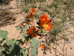 author not stated, no rights reserved Sphaeralcea parvifolia, photograph author not stated, no rights reserved
