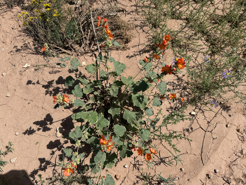Sphaeralcea parvifolia, photograph 4