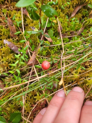 bog cranberry
